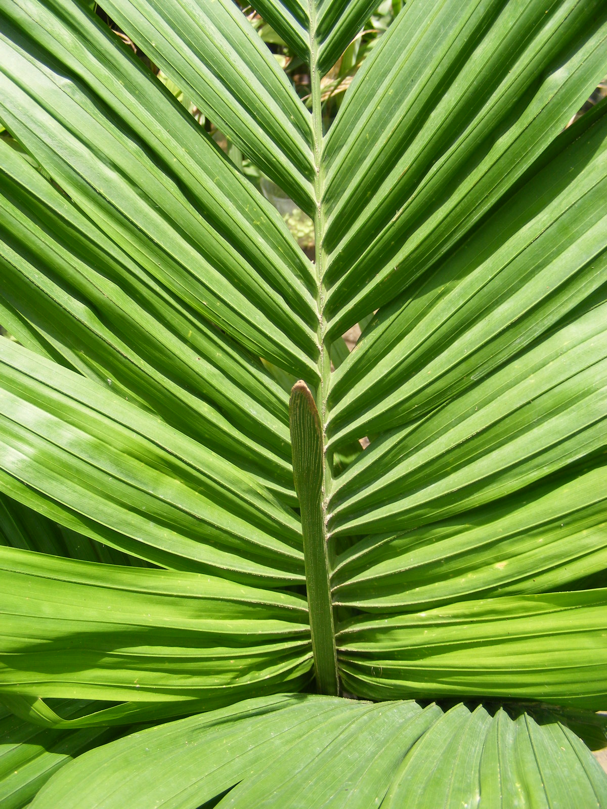 Best looking Palms DISCUSSING PALM TREES WORLDWIDE PalmTalk